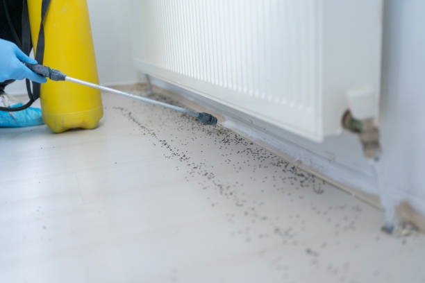 Wasp Removal Services in Painted Post, NY